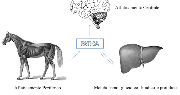 NBF Effetti della Carenza degli Acidi Grassi Omega 3 nella dieta.