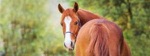 Ribes-Horse-Img