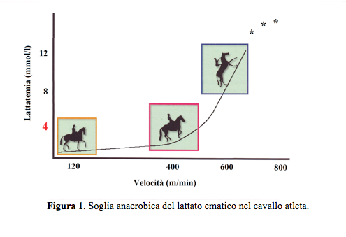 NBF Soglia anaerobica del lattato ematico nel cavallo atleta