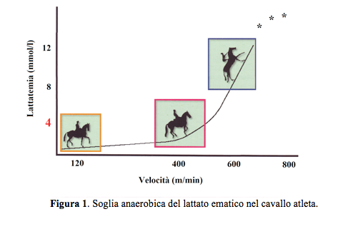 NBF Soglia anaerobica del lattato ematico nel cavallo atleta