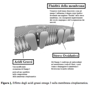 Fluidità della Membrana Citoplasmatica ed effetti sulla stessa