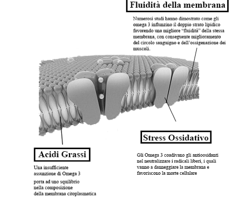 Fluidità della Membrana Citoplasmatica ed effetti sulla stessa